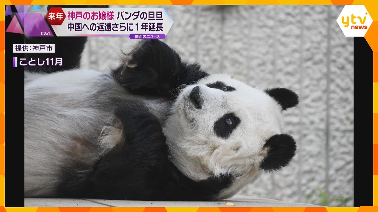 神戸のお嬢様　ジャイアントパンダ『旦旦』ヒトに置き換えると80歳代　中国への返還期限が1年延長