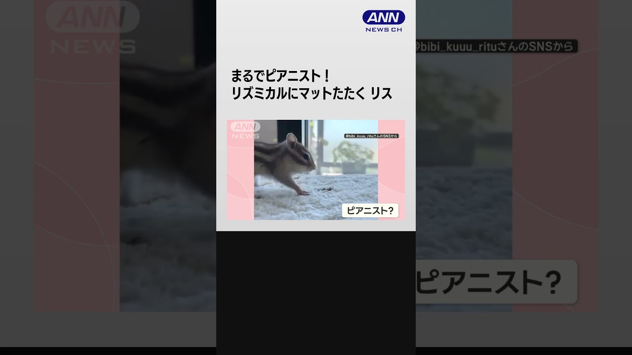 まるでピアニスト！ベートーベンさながら…リズミカルにマットたたく　リスさん何を？【羽鳥慎一モーニングショー】#shorts