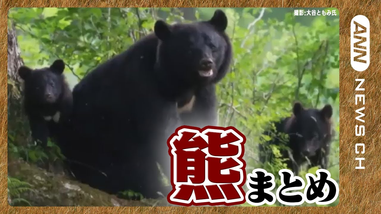 【熊ニュースまとめ🐻】熊による被害が急増中！寒くなっても冬眠しない熊が出没するなど”非常に異例”な状況に! ANN/テレ朝