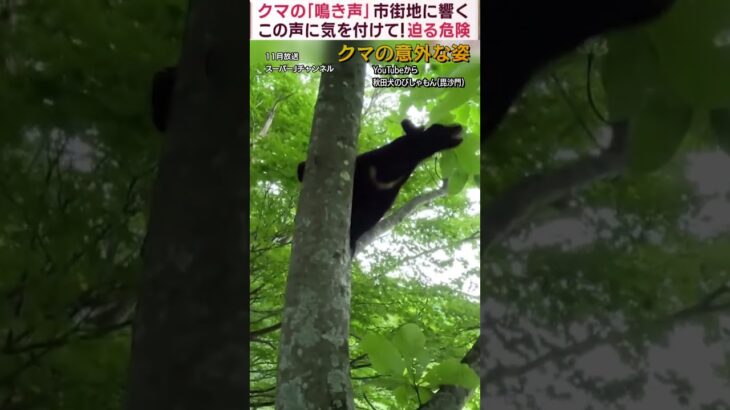 【クマの意外な姿】特集!! 狩り、鳴き声、背こすり…2023年、ANNチャンネルで放送したクマの生態を一挙大公開!! 　#熊　#クマ #動物 #動物ニュース #shorts