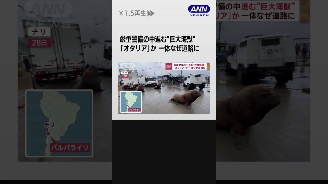 なぜ道路に　“巨大海獣”オタリアか　厳重警備の中進む #shorts