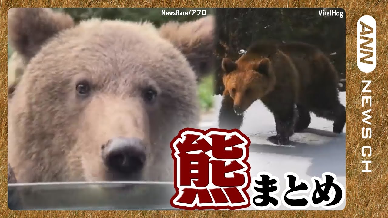【熊ニュースまとめ🐻】熊による被害が急増中！寒くなっても冬眠しない熊が出没するなど”非常に異例”な状況に! ANN/テレ朝