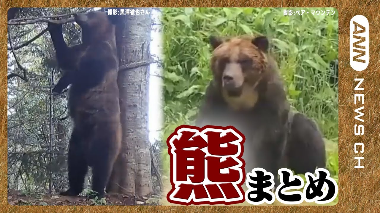 【熊ニュースまとめ🐻】熊による被害が急増中！寒くなっても冬眠しない熊が出没するなど”非常に異例”な状況に! ANN/テレ朝