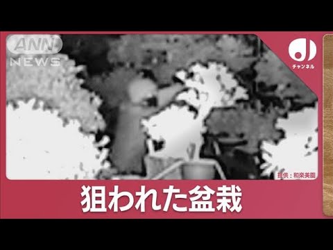 総額800万円“高級盆栽”窃盗　死角狙い？防犯カメラの位置把握か【スーパーJチャンネル】(2023年12月14日)