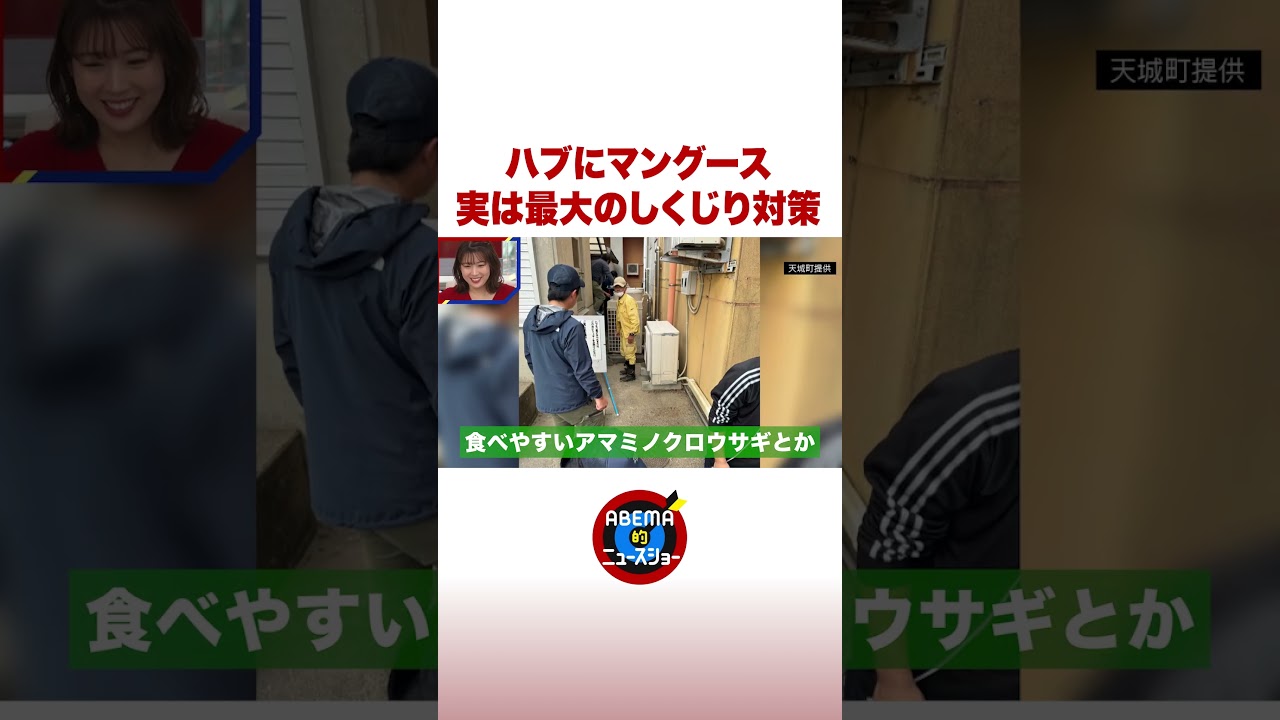 ハブにマングース 実は最大のしくじり対策 #ABEMA的ニュースショー #shorts