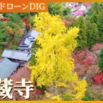 日本一のイチョウの木　山口の古刹・龍蔵寺【JNN 紅葉ドローンDIG 2023】| TBS NEWS DIG