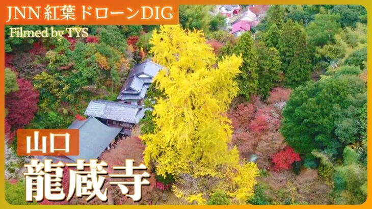 日本一のイチョウの木　山口の古刹・龍蔵寺【JNN 紅葉ドローンDIG 2023】| TBS NEWS DIG