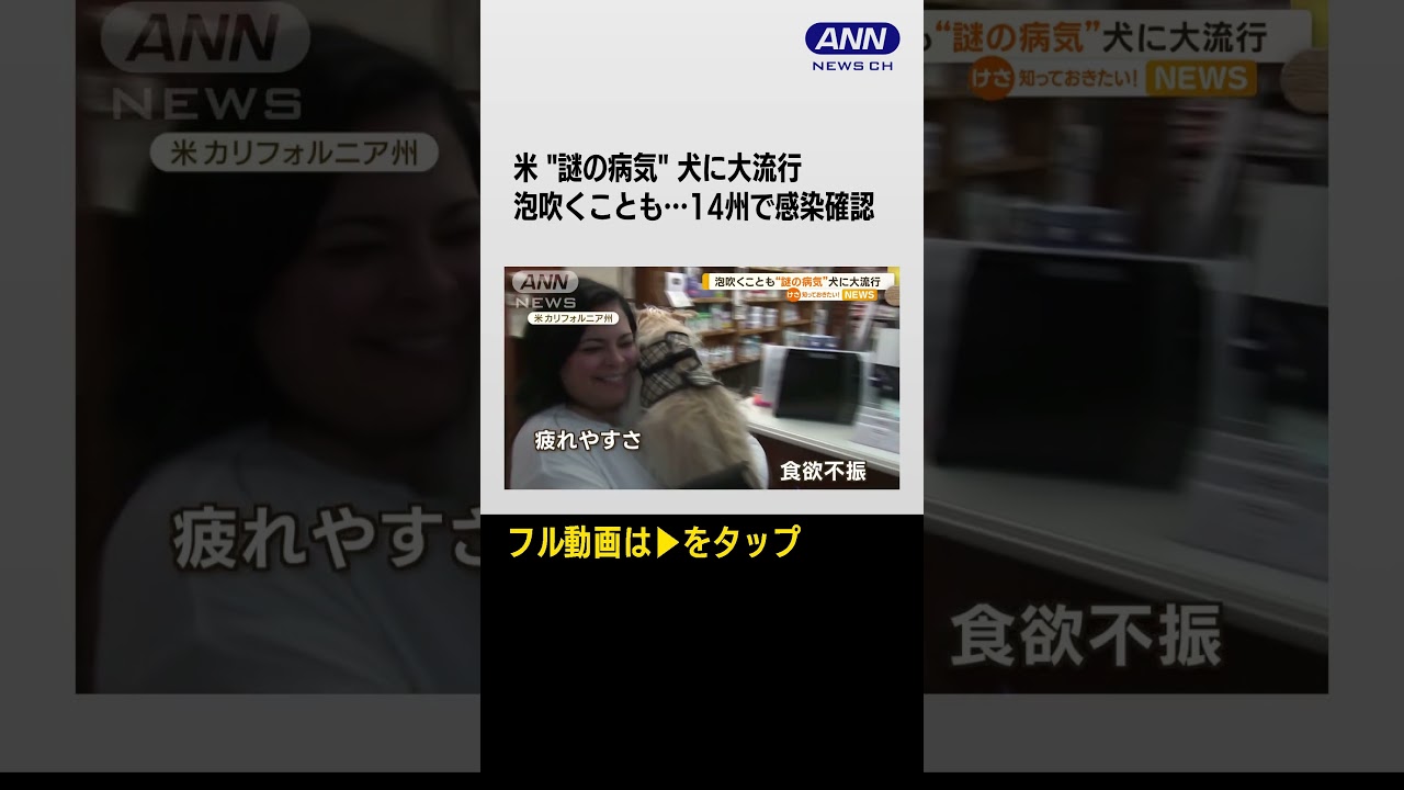 #shorts 泡吹くことも…“謎の病気”犬に大流行　アメリカ
