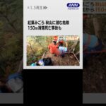 #shorts 紅葉も落ちれば…東京の山に潜む危険　150m滑落死亡事故も　山岳救助隊に密着　クマも