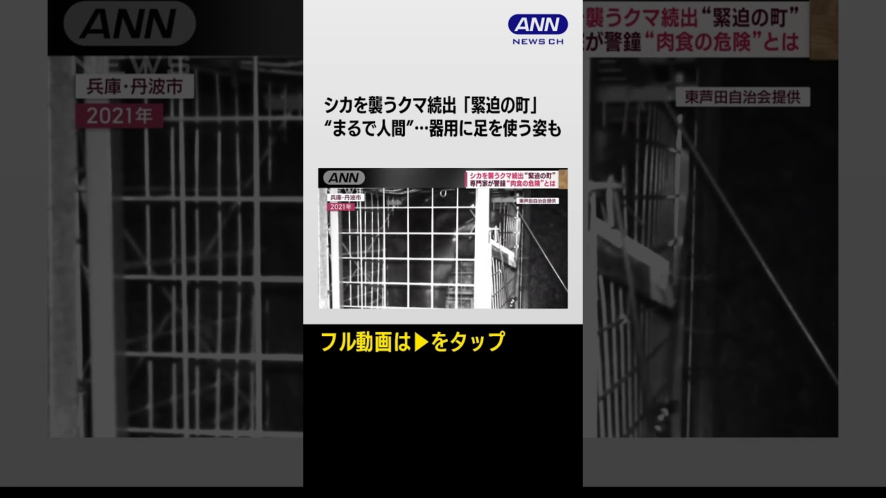 #Shorts シカを襲うクマ続出!“肉食化”で冬眠に影響も?