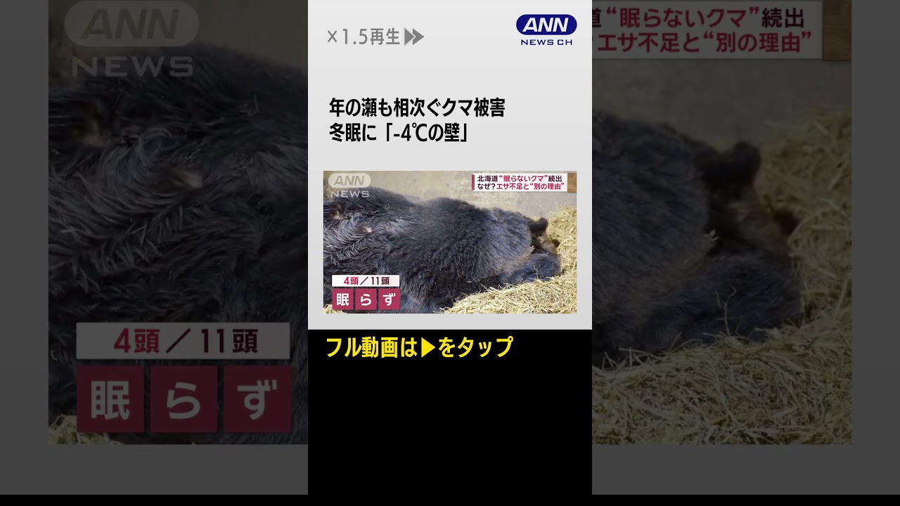 #shorts  年の瀬も相次ぐクマ被害　冬眠に「-4℃の壁」眠らぬクマに異変も