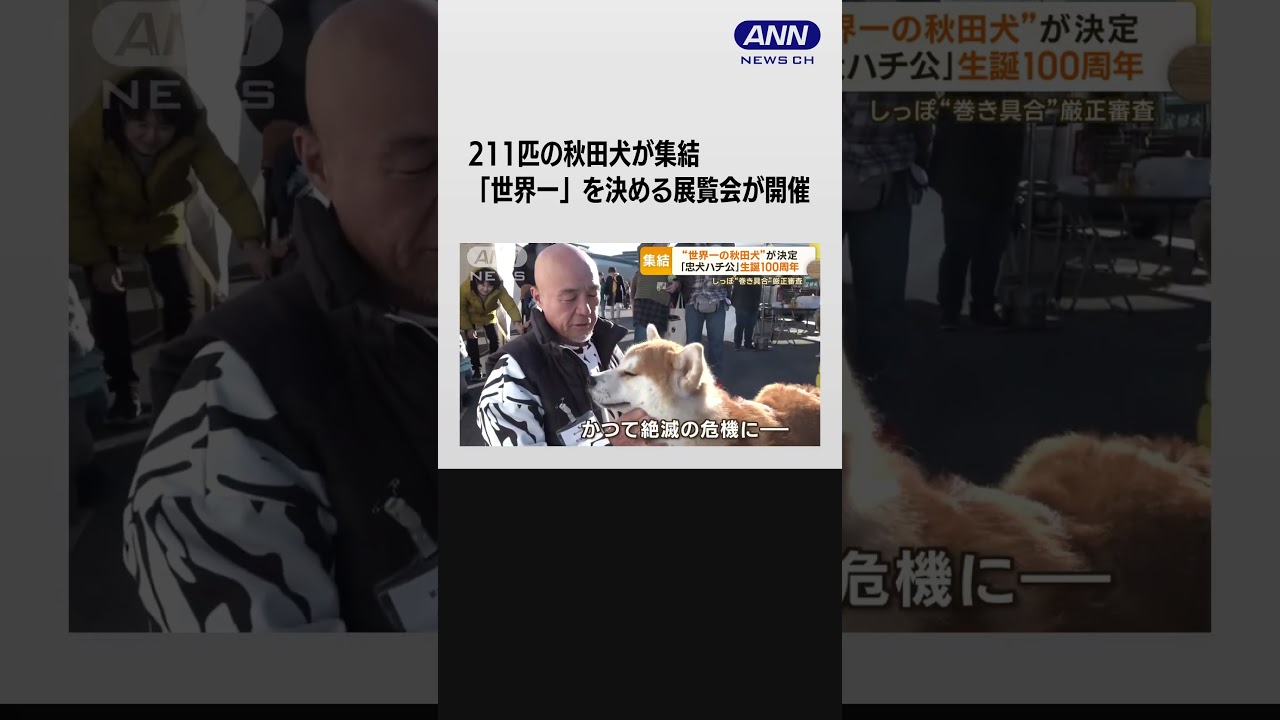 #shorts “世界一の秋田犬”も決定…「忠犬ハチ公」生誕100周年　秋田犬が渋谷を散歩パレード