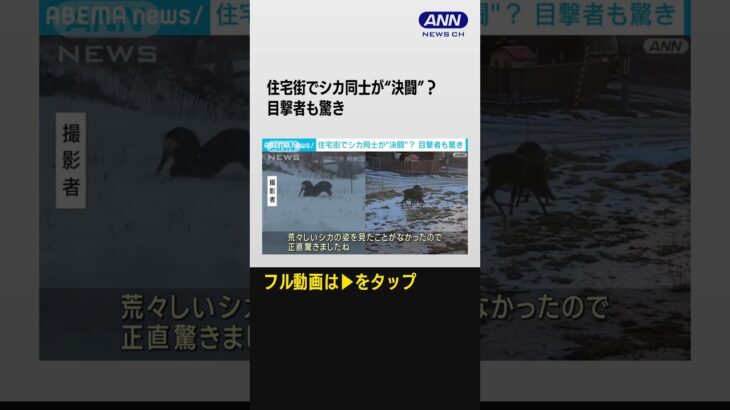 #shotrs オスジカ2頭が住宅街で突如決闘！？　横断歩道渡る交通ルール順守のシカも出現