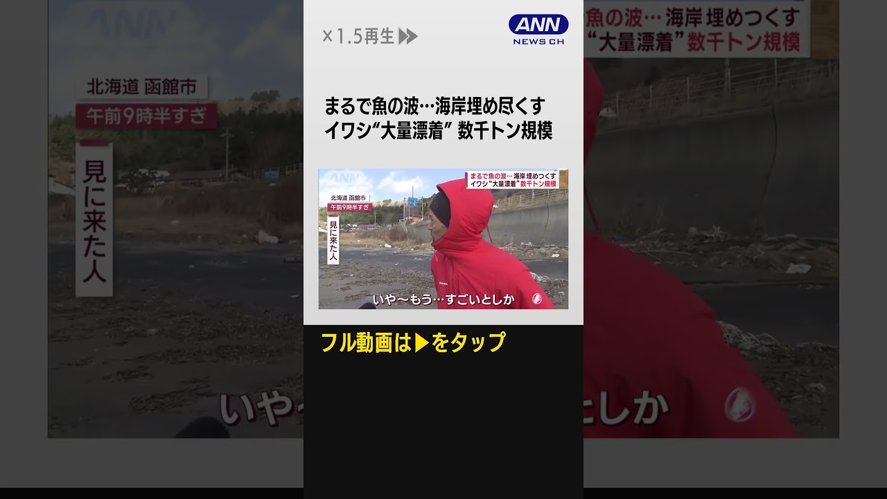 #shotrs 異様光景“イワシパニック”で大量漂着？　太った個体多すぎて…酸欠か