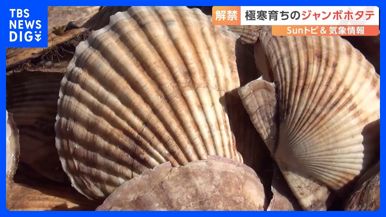 ジャンボホタテ漁解禁！【SUNトピ】｜TBS&nbsp;NEWS&nbsp;DIG