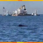 【速報】大阪湾を泳ぐクジラを撮影　去年1月にはマッコウクジラの「淀ちゃん」発見