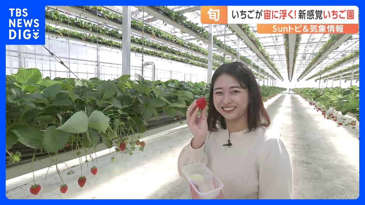 【旬】約1.7倍栽培できる？立ったままいちご狩りができる？全国でも珍しい“リフト式の高設栽培”とは【Sunトピ】｜TBS&nbsp;NEWS&nbsp;DIG