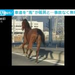 片側2車線の県道を颯爽と…「馬が逃げている」　事故なく無事保護　神奈川・伊勢原市(2024年1月13日)
