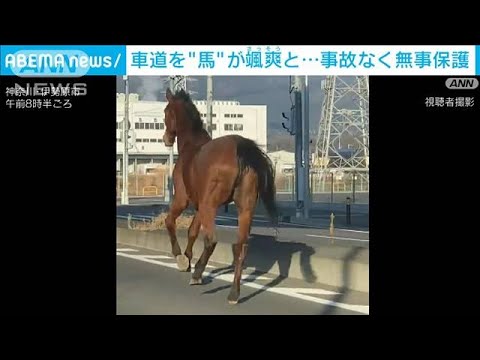 片側2車線の県道を颯爽と…「馬が逃げている」　事故なく無事保護　神奈川・伊勢原市(2024年1月13日)