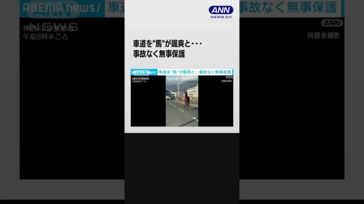 片側2車線の県道を颯爽と…「馬が逃げている」　事故なく無事保護　神奈川・伊勢原市(2024年1月13日)#shorts