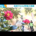 「ふくろう神社」で寒椿が満開　栃木・那珂川町(2024年1月15日)