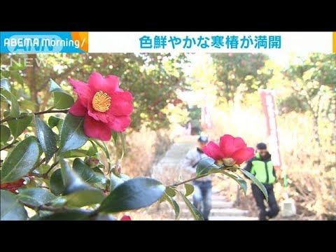 「ふくろう神社」で寒椿が満開　栃木・那珂川町(2024年1月15日)