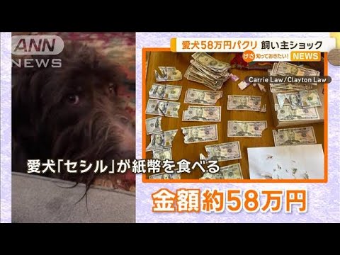 愛犬が“58万円”パクリ　飼い主ショックも…執念の回収　アメリカ【知っておきたい！】【グッド！モーニング】(2024年1月12日)