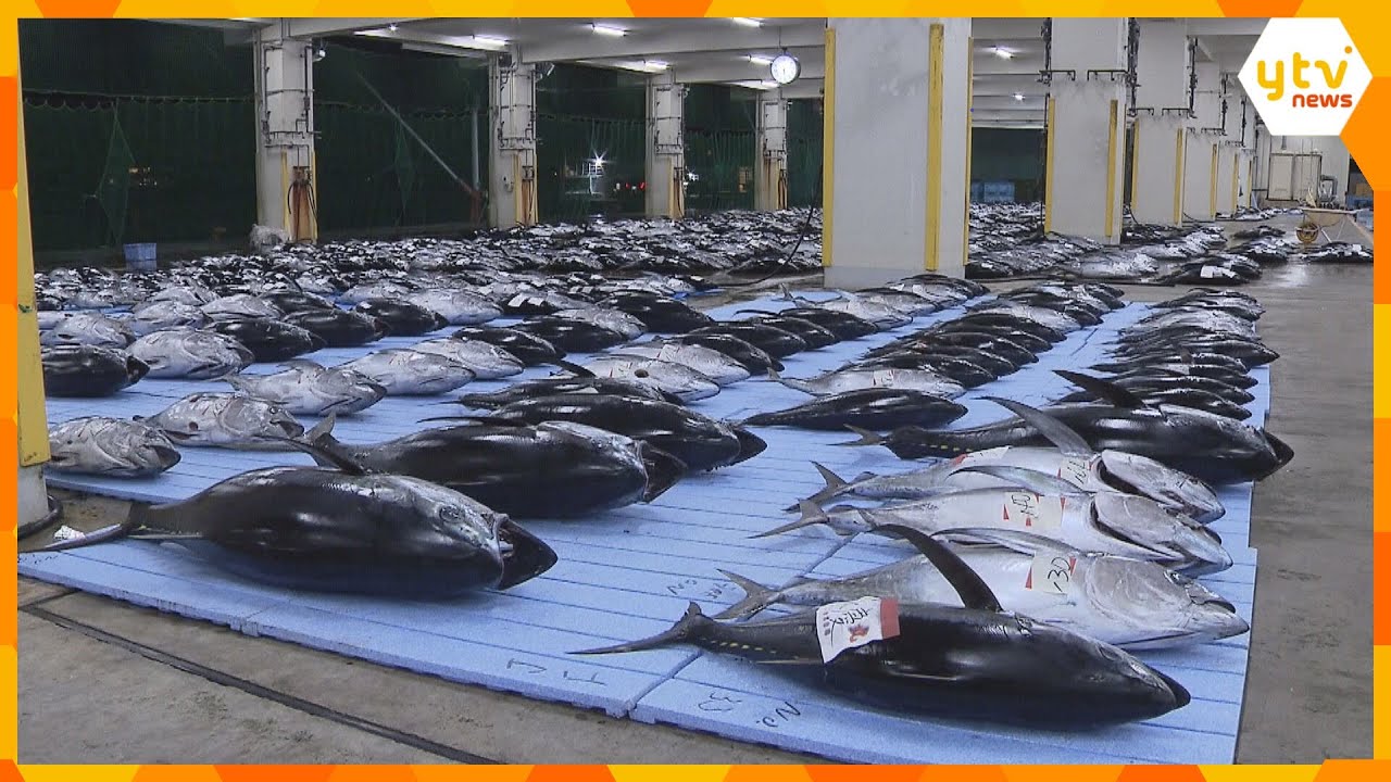 生マグロの水揚げ“日本一” 勝浦漁港でマグロの初市　約50トンを水揚げ　和歌山・那智勝浦町