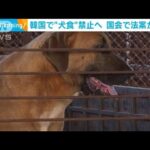 韓国で“犬食”禁止へ　滋養食として今も一部で人気(2024年1月10日)