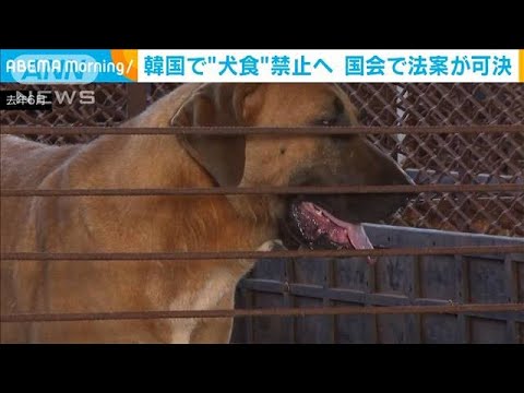 韓国で“犬食”禁止へ　滋養食として今も一部で人気(2024年1月10日)