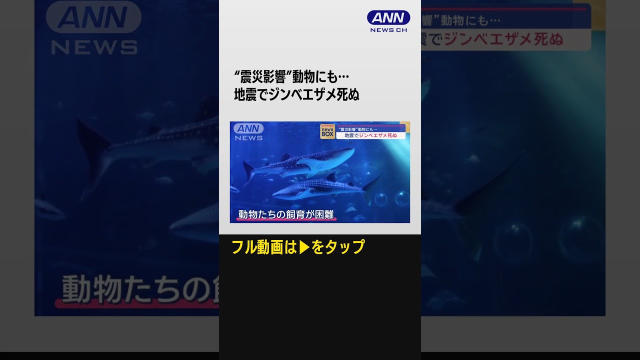 “震災影響”動物にも…地震でジンベエザメ死ぬ #shorts