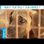 韓国で“犬食禁止”の法律成立　実態は？影響は？　ソウル支局長解説【ABEMA NEWS】(2024年1月11日)