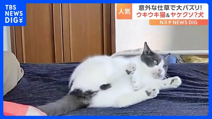 「これも犬のためなので」ヤケクソ？な犬とウキウキな猫… 思わぬ仕草の動画が話題に！｜TBS NEWS DIG