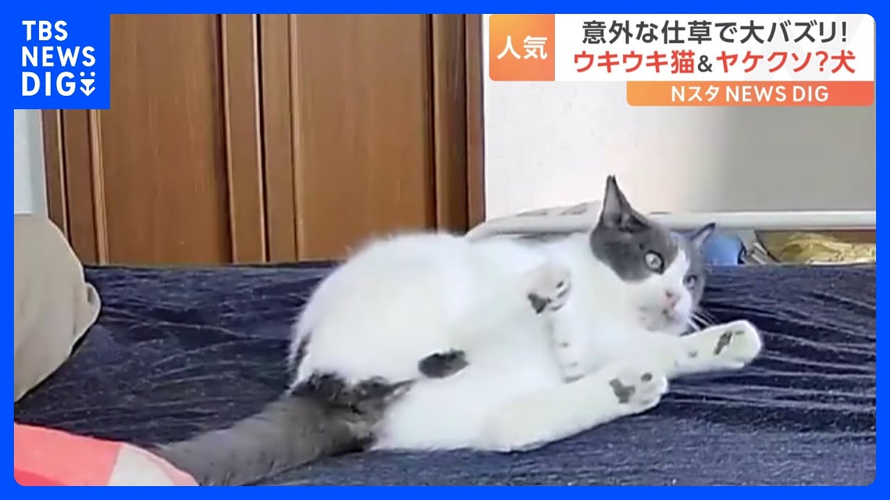 「これも犬のためなので」ヤケクソ？な犬とウキウキな猫…&nbsp;思わぬ仕草の動画が話題に！｜TBS&nbsp;NEWS&nbsp;DIG