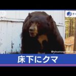 雪にクマの“足跡”また出没　「床下にクマ」の恐怖【スーパーJチャンネル】(2024年1月11日)