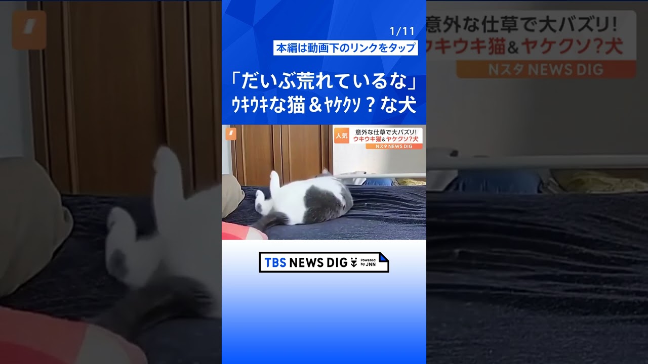 「これも犬のためなので」ヤケクソ？な犬とウキウキな猫… 思わぬ仕草の動画が話題に！｜TBS NEWS DIG#shorts
