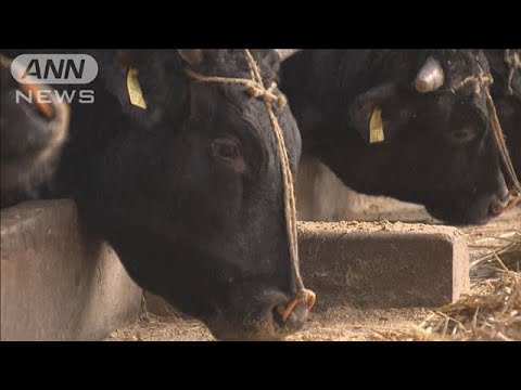 地震の影響はブランド和牛にも 道路損傷で餌届かず(2024年1月13日)