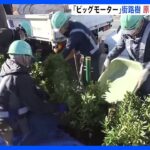 「ビッグモーター」店舗前の街路樹　東京都が原状回復工事を開始｜TBS NEWS DIG
