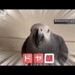 「そっちかい！」　蛇口を開けるヨウムさん　出しっぱなしでドヤ顔　なぜ飲まない？【羽鳥慎一モーニングショー】(2024年1月16日)