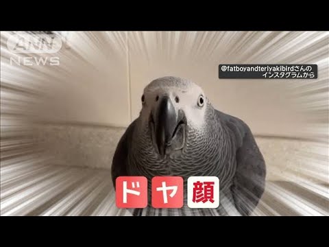 「そっちかい！」　蛇口を開けるヨウムさん　出しっぱなしでドヤ顔　なぜ飲まない？【羽鳥慎一モーニングショー】(2024年1月16日)