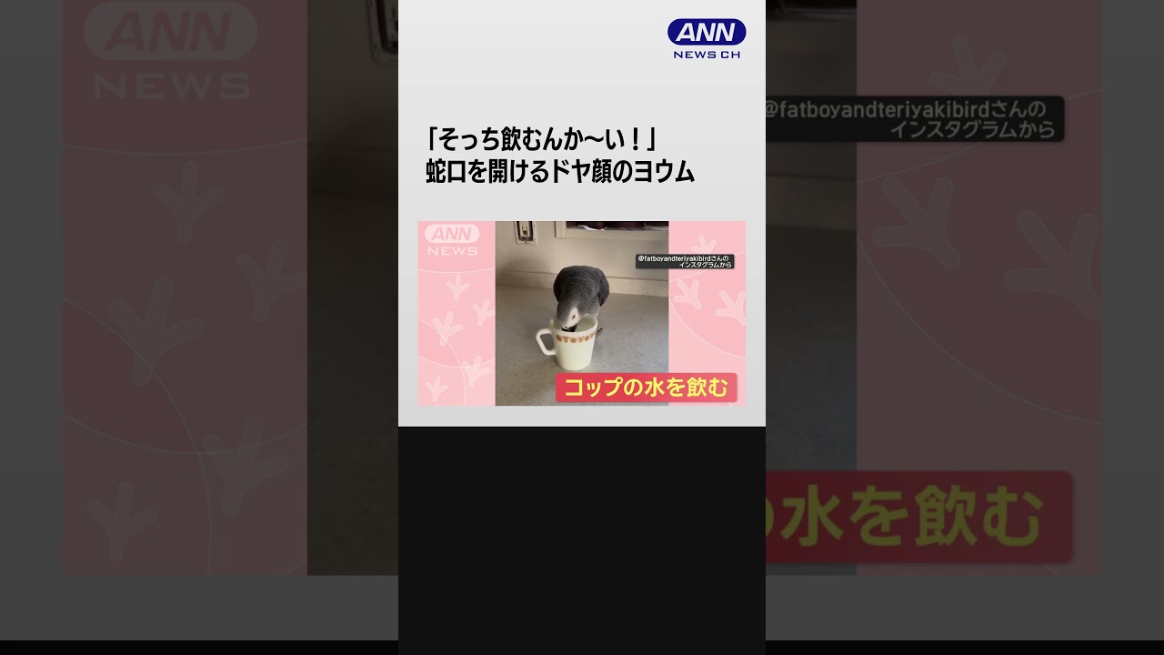 「そっちかい！」　蛇口を開けるヨウムさん　出しっぱなしでドヤ顔　なぜ飲まない？#shorts