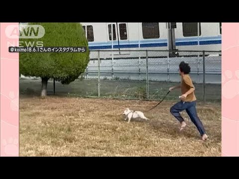 「負けないワン」電車がライバル！？　追いかけ猛ダッシュ　飼い主も引きずられ…なぜ【羽鳥慎一モーニングショー】(2024年1月17日)