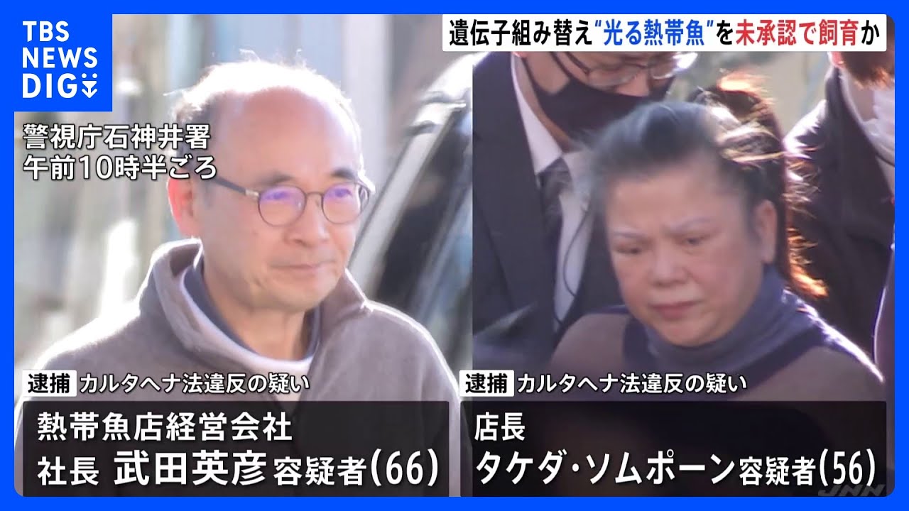 緑色に光る「ネオンベタ」　遺伝子が組み替えられた“光る熱帯魚”販売か　熱帯魚店経営の夫婦を逮捕　購入者の男女5人を書類送検｜TBS&nbsp;NEWS&nbsp;DIG
