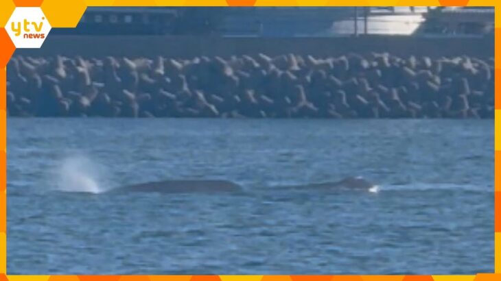 「大きな流木と思ったら潮を吹いたので驚いた」「１０メートルくらいあった」大阪湾でクジラを撮影