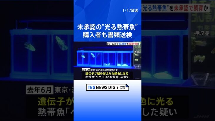 緑色に光る「ネオンベタ」　遺伝子が組み替えられた“光る熱帯魚”販売か　熱帯魚店経営の夫婦を逮捕　購入者の男女5人を書類送検｜TBS NEWS DIG #shorts