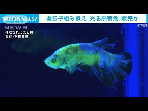 遺伝子組み換え「光る熱帯魚」販売か　店長ら逮捕　コンテスト出品で発覚(2024年1月17日)