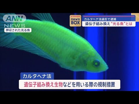 遺伝子組み換え“光る魚”とは　カルタヘナ法違反で逮捕【スーパーJチャンネル】(2024年1月17日)