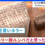 カゴがひとりでに動く怪奇現象！？「ルンバだと思った」…正体は可愛い○○でした！｜TBS NEWS DIG