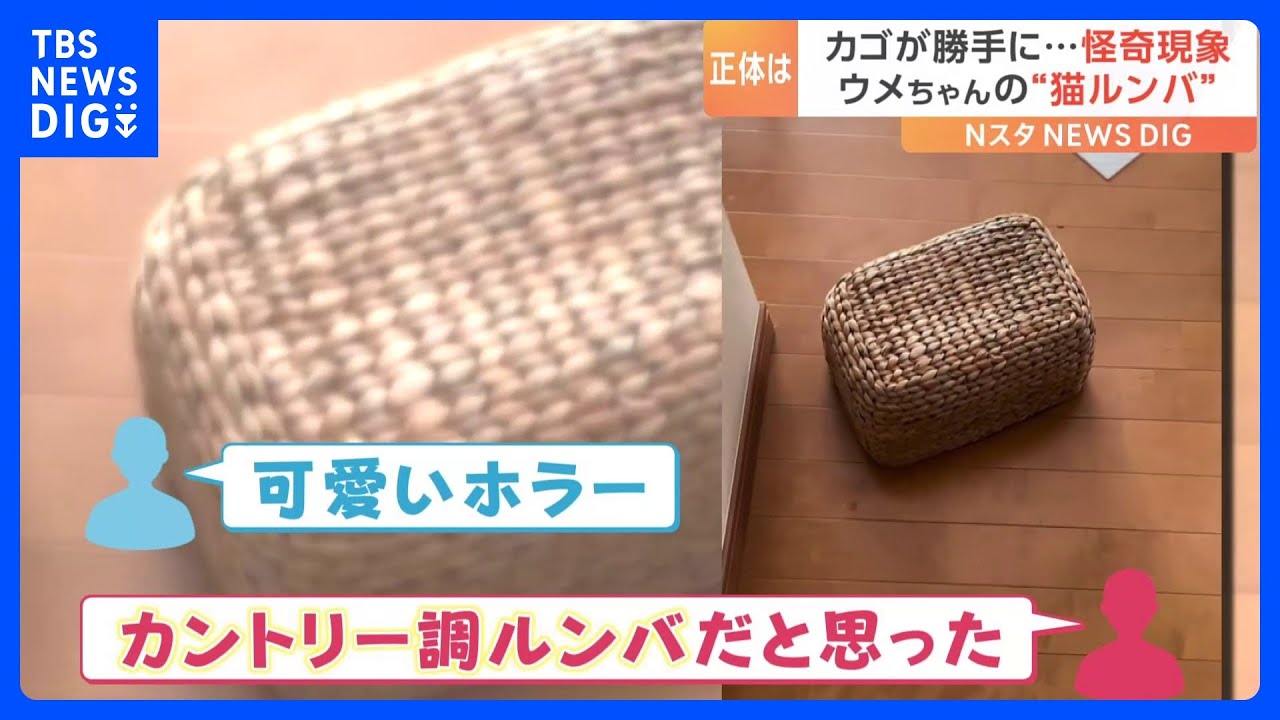 カゴがひとりでに動く怪奇現象！？「ルンバだと思った」…正体は可愛い○○でした！｜TBS&nbsp;NEWS&nbsp;DIG
