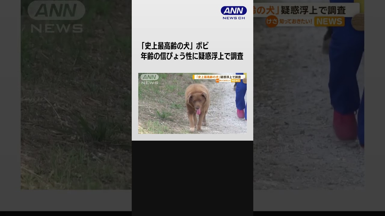 「史上最高齢の犬」ボビ…年齢の信ぴょう性に疑惑浮上で調査　認定は一時取り下げ【知っておきたい！】【グッド！モーニング】#shorts